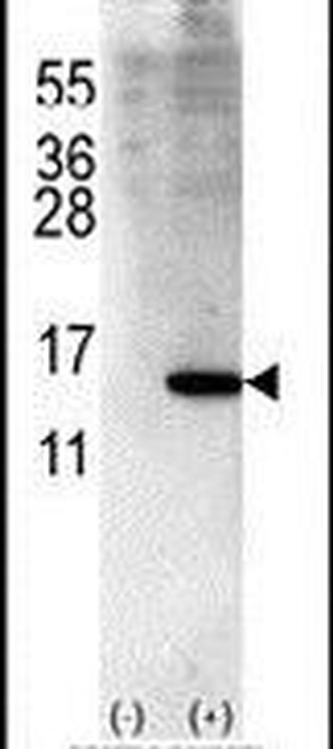 ISG15 Antibody in Western Blot (WB)