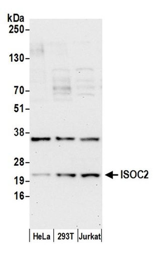 ISOC2 Antibody in Western Blot (WB)