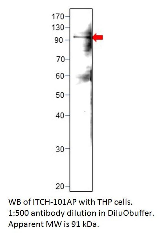ITCH/AIP4 Antibody in Western Blot (WB)