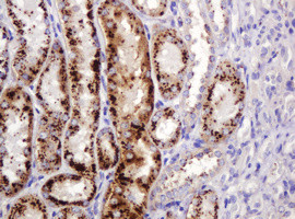 ITFG3 Antibody in Immunohistochemistry (Paraffin) (IHC (P))