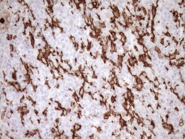 ITGAM Antibody in Immunohistochemistry (Paraffin) (IHC (P))