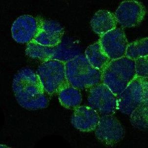 ITK Antibody in Immunocytochemistry (ICC/IF)