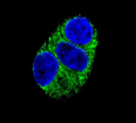 ITPA Antibody in Immunocytochemistry (ICC/IF)