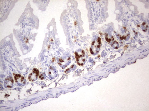 IdU Antibody in Immunohistochemistry (Paraffin) (IHC (P))