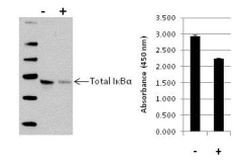 Human IkB alpha (Total) InstantOne™ ELISA Kit
