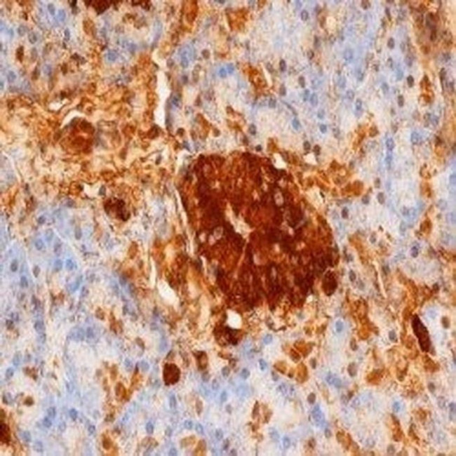 Insulin/Proinsulin Antibody in Immunohistochemistry (Paraffin) (IHC (P))
