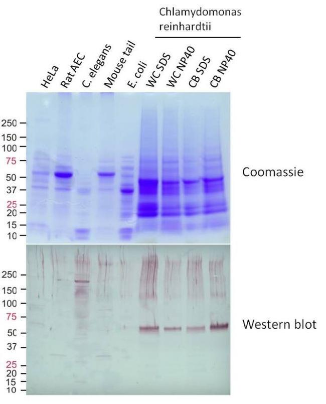 IDH3A Antibody in Western Blot (WB)