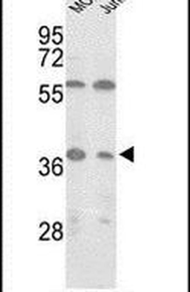 IDH3A Antibody in Western Blot (WB)