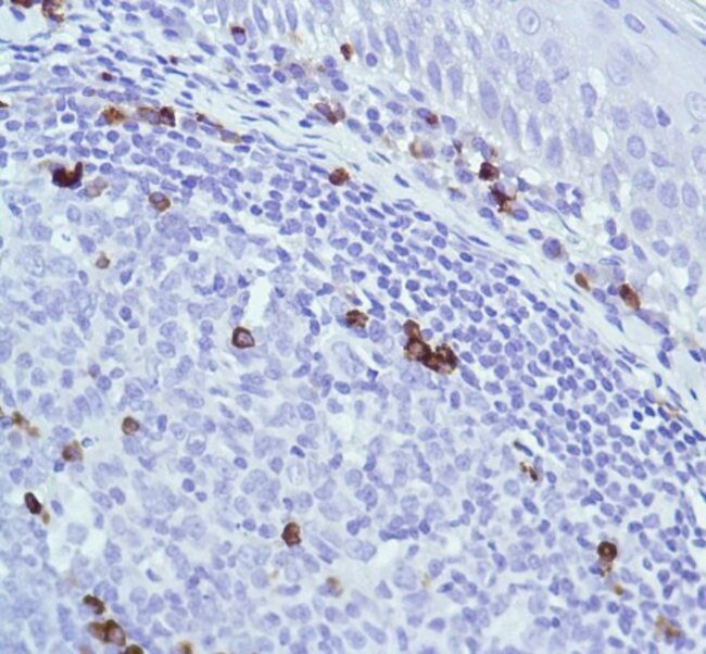 J Chain Antibody in Immunohistochemistry (Paraffin) (IHC (P))