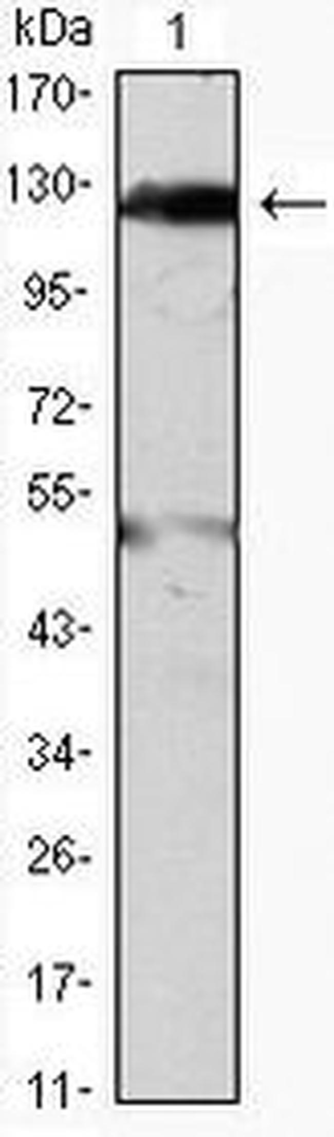 JAK2 Antibody in Western Blot (WB)