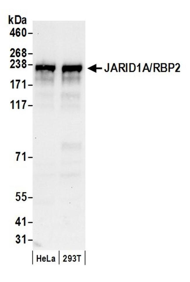 JARID1A/RBP2 Antibody in Western Blot (WB)