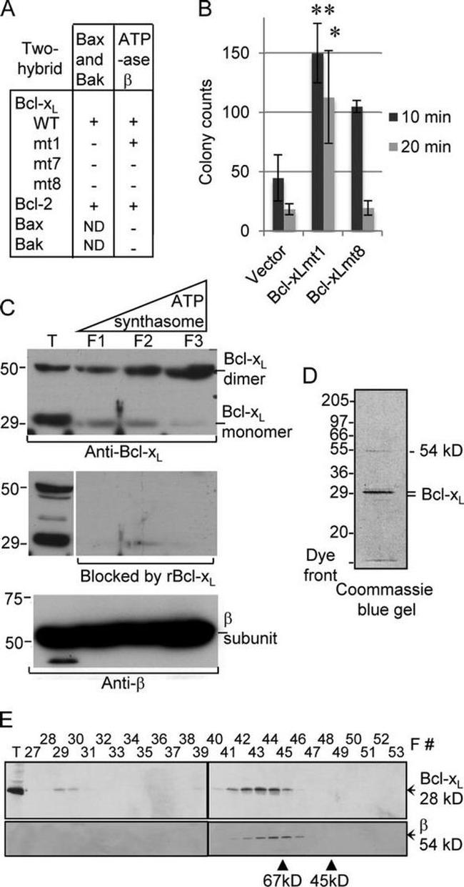 ATP Synthase beta Antibody in Western Blot (WB)