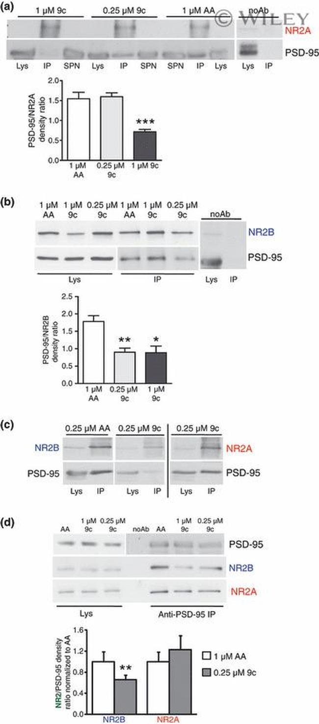PSD-95 Antibody in Western Blot, Immunoprecipitation (WB, IP)