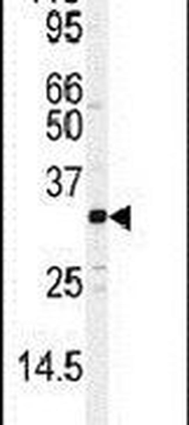 JunD Antibody in Western Blot (WB)