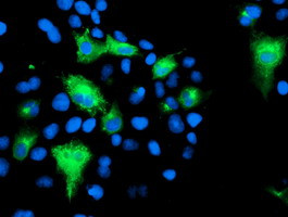 KCNJ3 Antibody in Immunocytochemistry (ICC/IF)