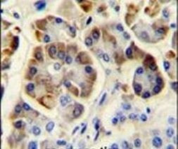 Kir3.2 (KCNJ6) Antibody in Immunohistochemistry (IHC)