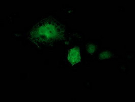 KCTD14 Antibody in Immunocytochemistry (ICC/IF)