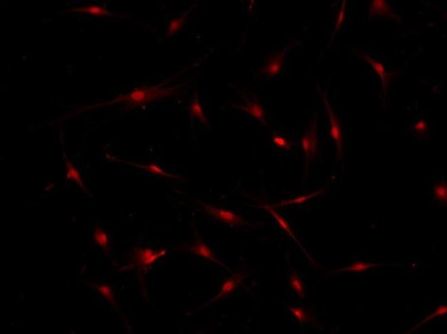 KHDRBS3 Antibody in Immunocytochemistry (ICC/IF)