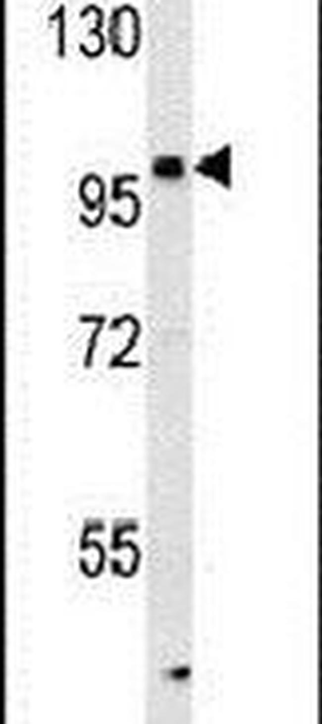 KIAA1688 Antibody in Western Blot (WB)