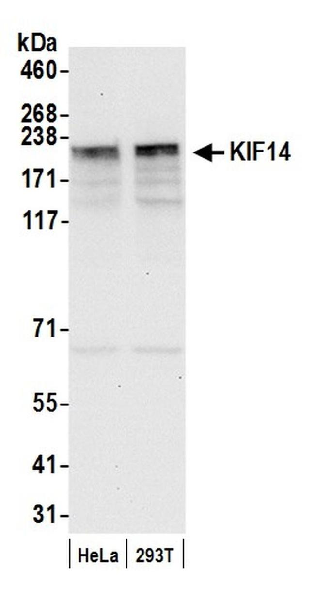 KIF14 Antibody in Western Blot (WB)