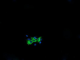 KIF25 Antibody in Immunocytochemistry (ICC/IF)