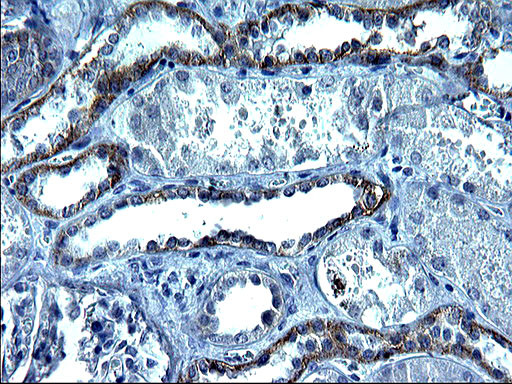 KITLG Antibody in Immunohistochemistry (Paraffin) (IHC (P))