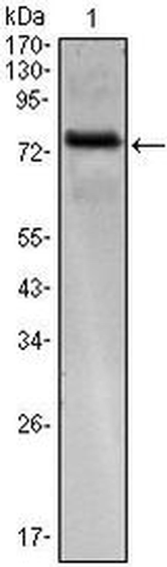 ENC-2 Antibody in Western Blot (WB)