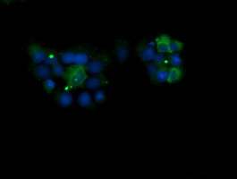 KLK8 Antibody in Immunocytochemistry (ICC/IF)