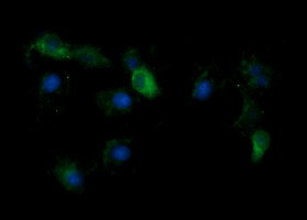 KLK8 Antibody in Immunocytochemistry (ICC/IF)