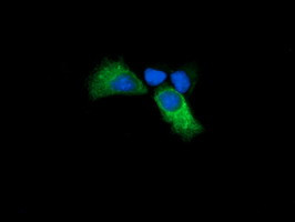 KLK8 Antibody in Immunocytochemistry (ICC/IF)
