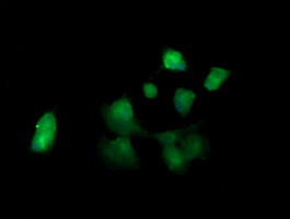KLK8 Antibody in Immunocytochemistry (ICC/IF)