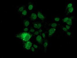 KLK8 Antibody in Immunocytochemistry (ICC/IF)