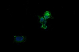 KLK8 Antibody in Immunocytochemistry (ICC/IF)
