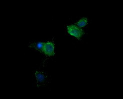KLK8 Antibody in Immunocytochemistry (ICC/IF)