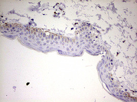 KLK8 Antibody in Immunohistochemistry (Paraffin) (IHC (P))