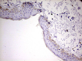 KLK8 Antibody in Immunohistochemistry (Paraffin) (IHC (P))