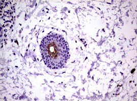 KLK8 Antibody in Immunohistochemistry (Paraffin) (IHC (P))