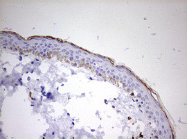 KLK8 Antibody in Immunohistochemistry (Paraffin) (IHC (P))