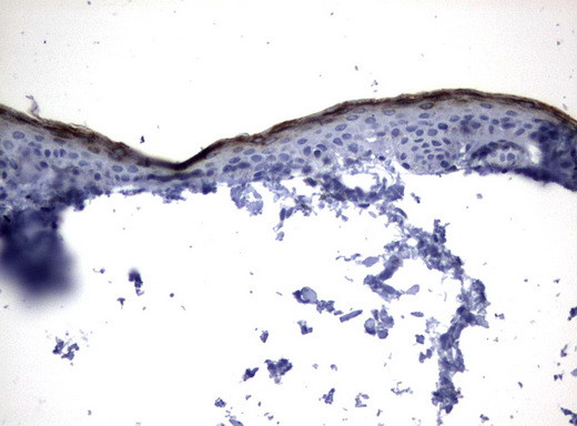 KLK8 Antibody in Immunohistochemistry (Paraffin) (IHC (P))