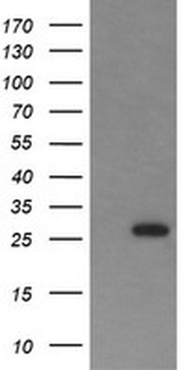 KLK8 Antibody in Western Blot (WB)