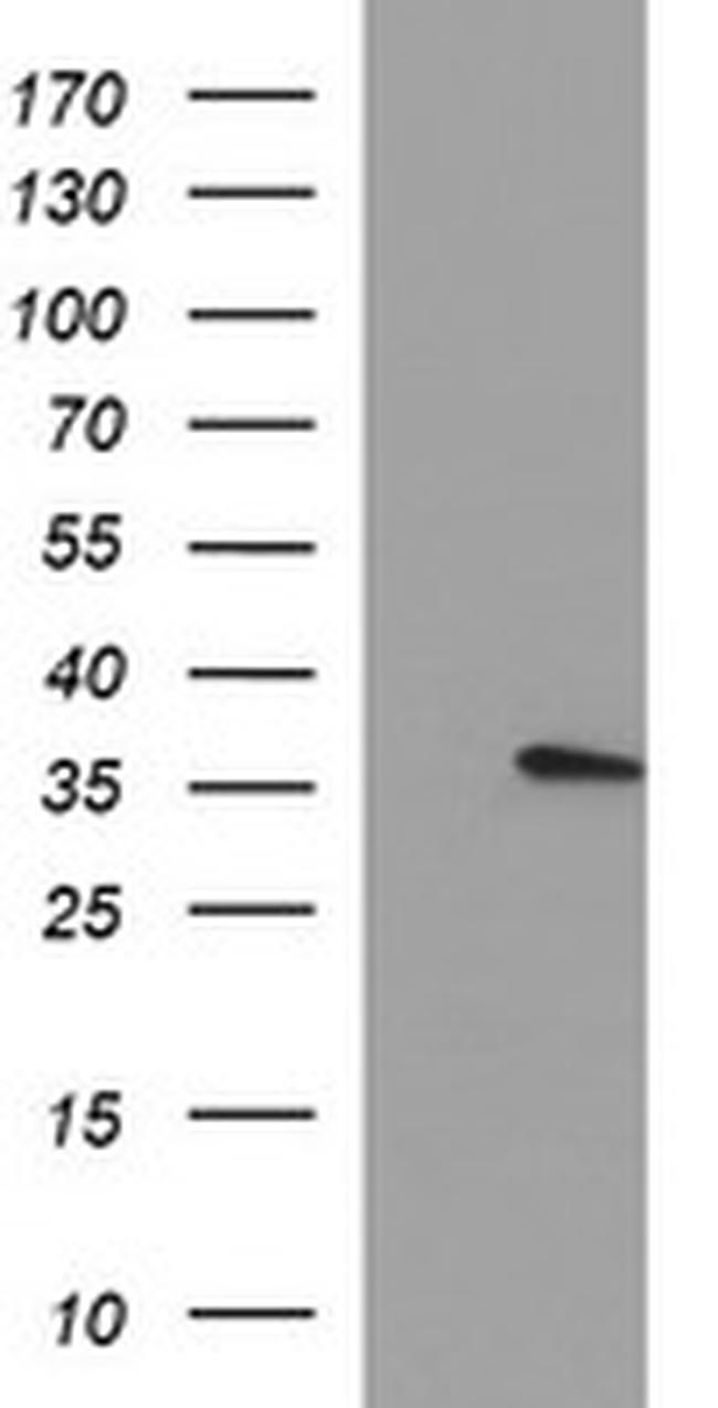 KLK8 Antibody in Western Blot (WB)