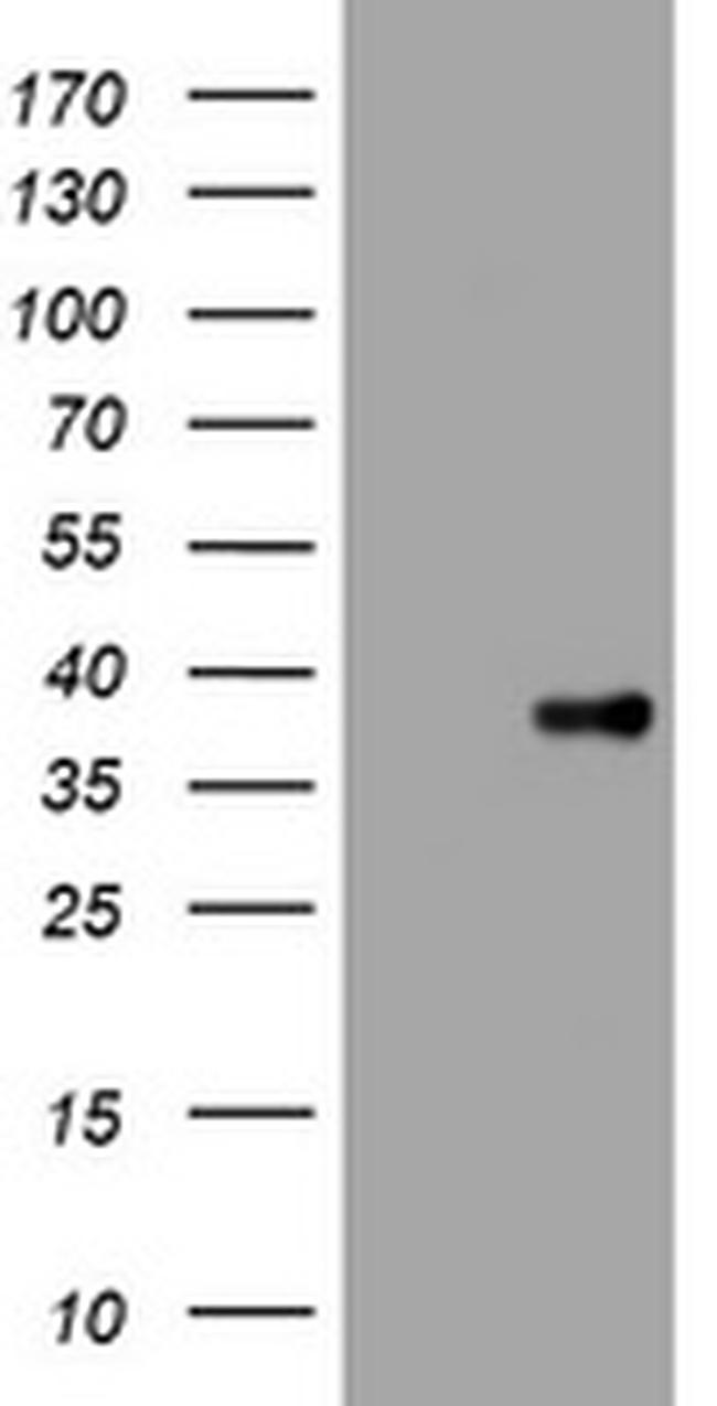 KLK8 Antibody in Western Blot (WB)