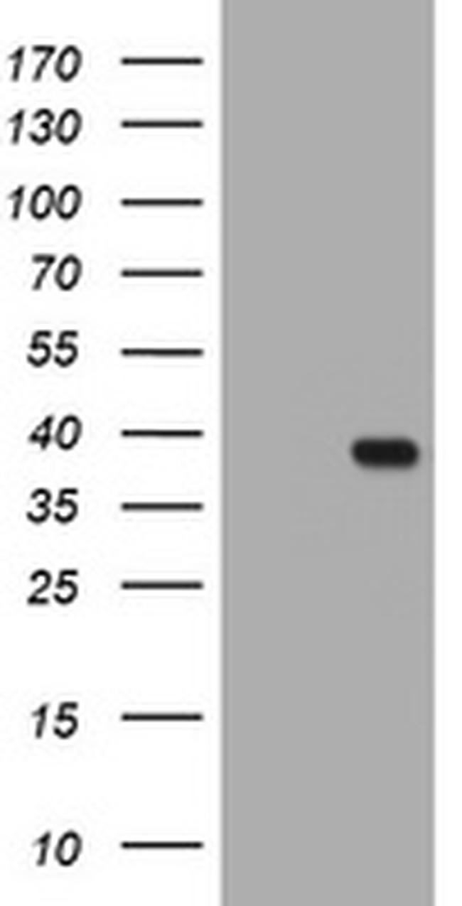 KLK8 Antibody in Western Blot (WB)