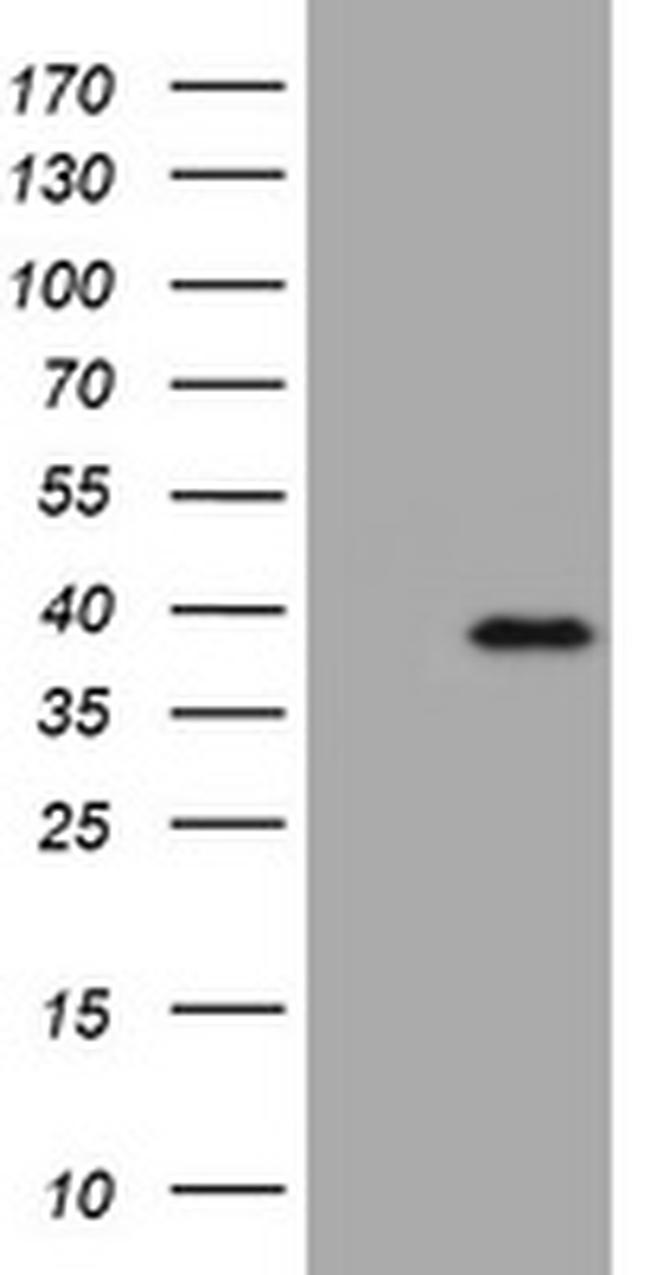 KLK8 Antibody in Western Blot (WB)