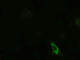 KRT19 Antibody in Immunocytochemistry (ICC/IF)