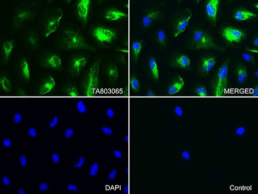 KRT7 Antibody in Immunocytochemistry (ICC/IF)