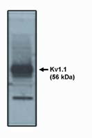 KV1.1 (KCNA1) Antibody in Western Blot (WB)