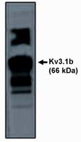 KV3.1 (KCNC1) Antibody in Western Blot (WB)