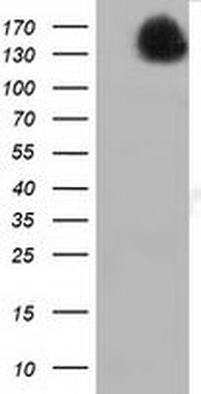L1CAM Antibody in Western Blot (WB)