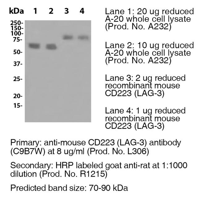 CD223 (LAG-3) Antibody in Western Blot (WB)